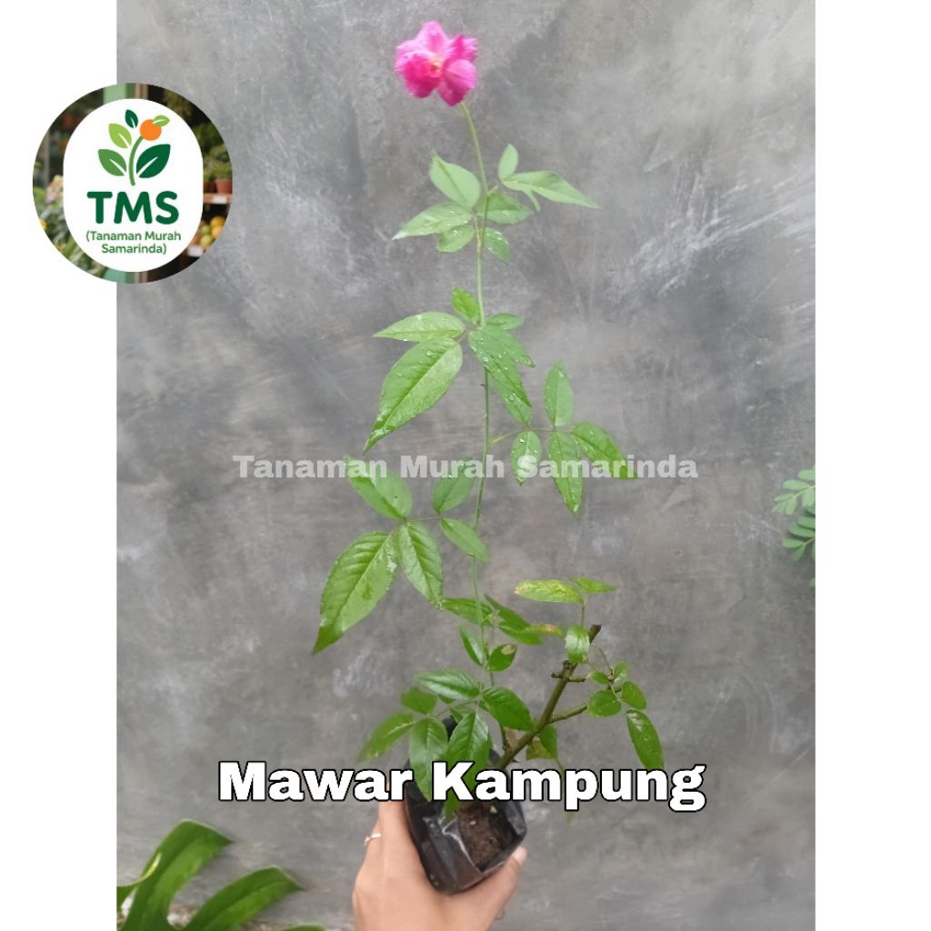 TMS~ Mawar bunga mawar kampung siap tanam