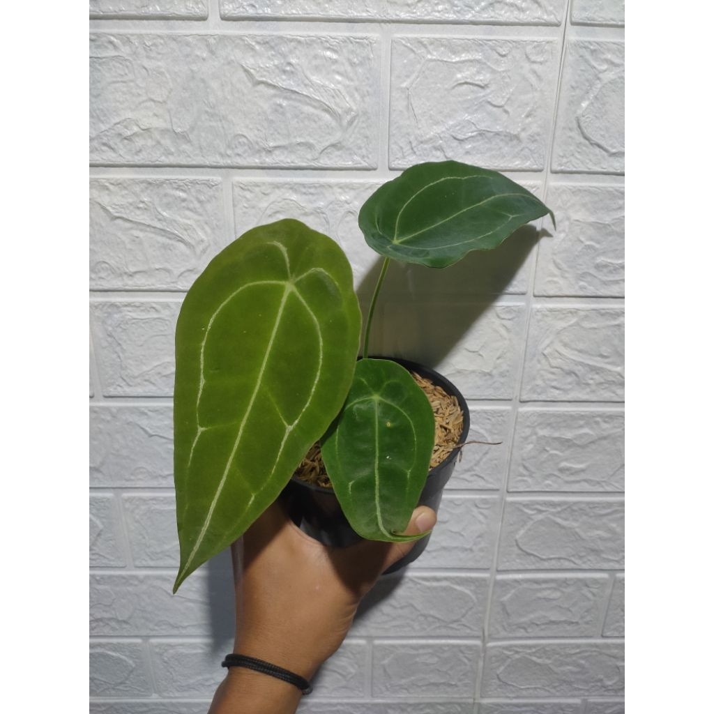 Tanaman hias anthurium forgetii - tanaman kuping gajah forgetii