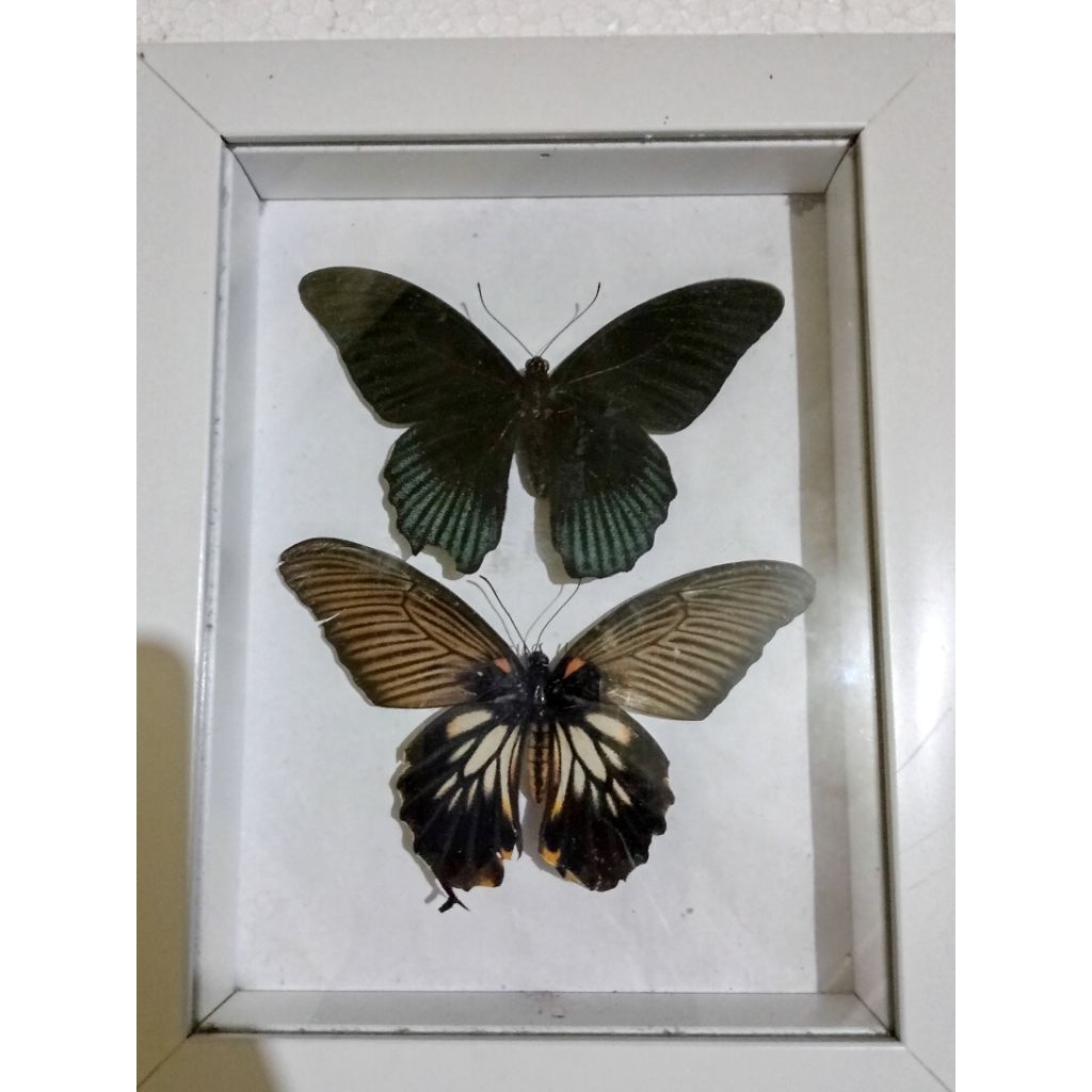 awetan kupu-kupu asli papilio memnon