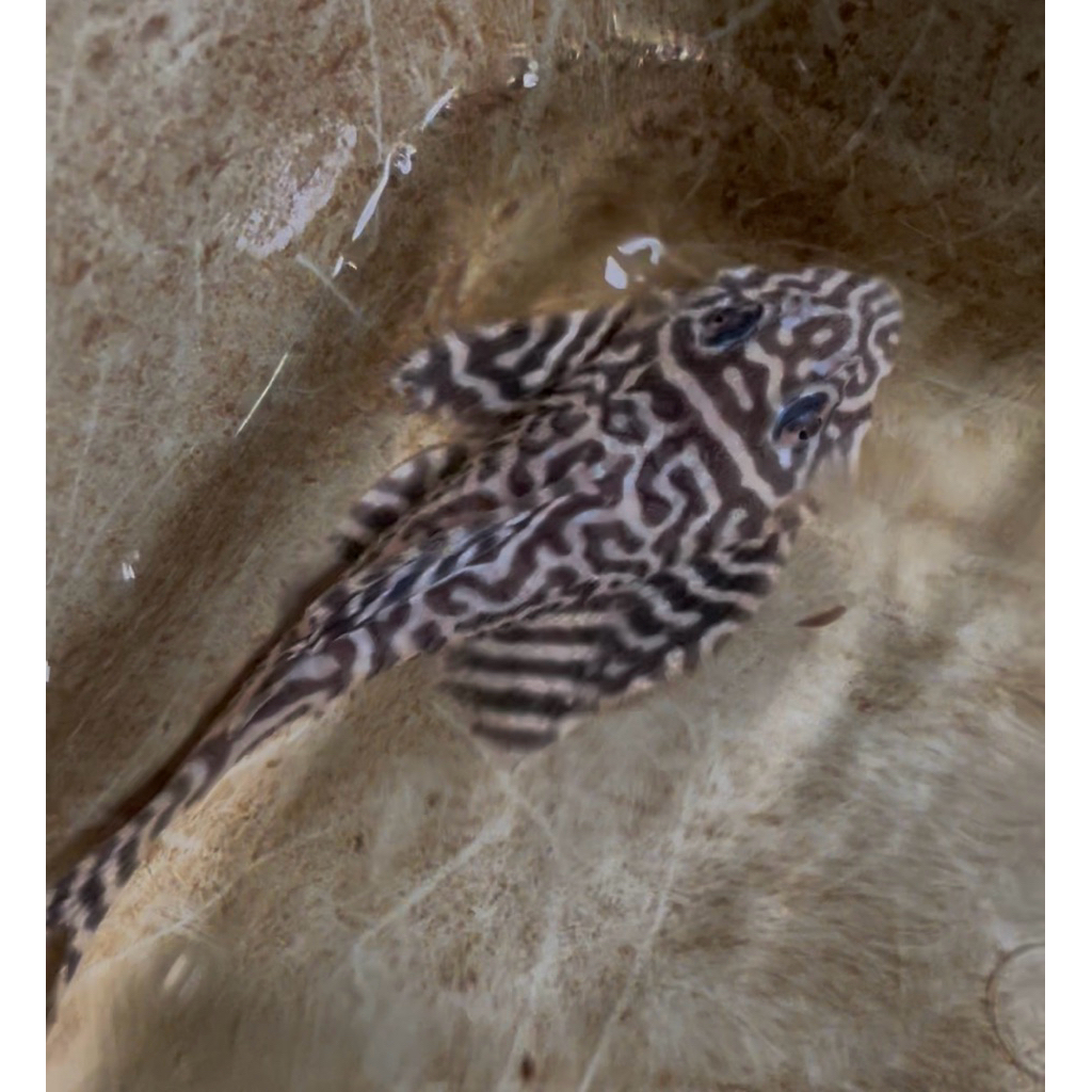 ikan Pleco L 236 size 10-12cm  (pleco l236)