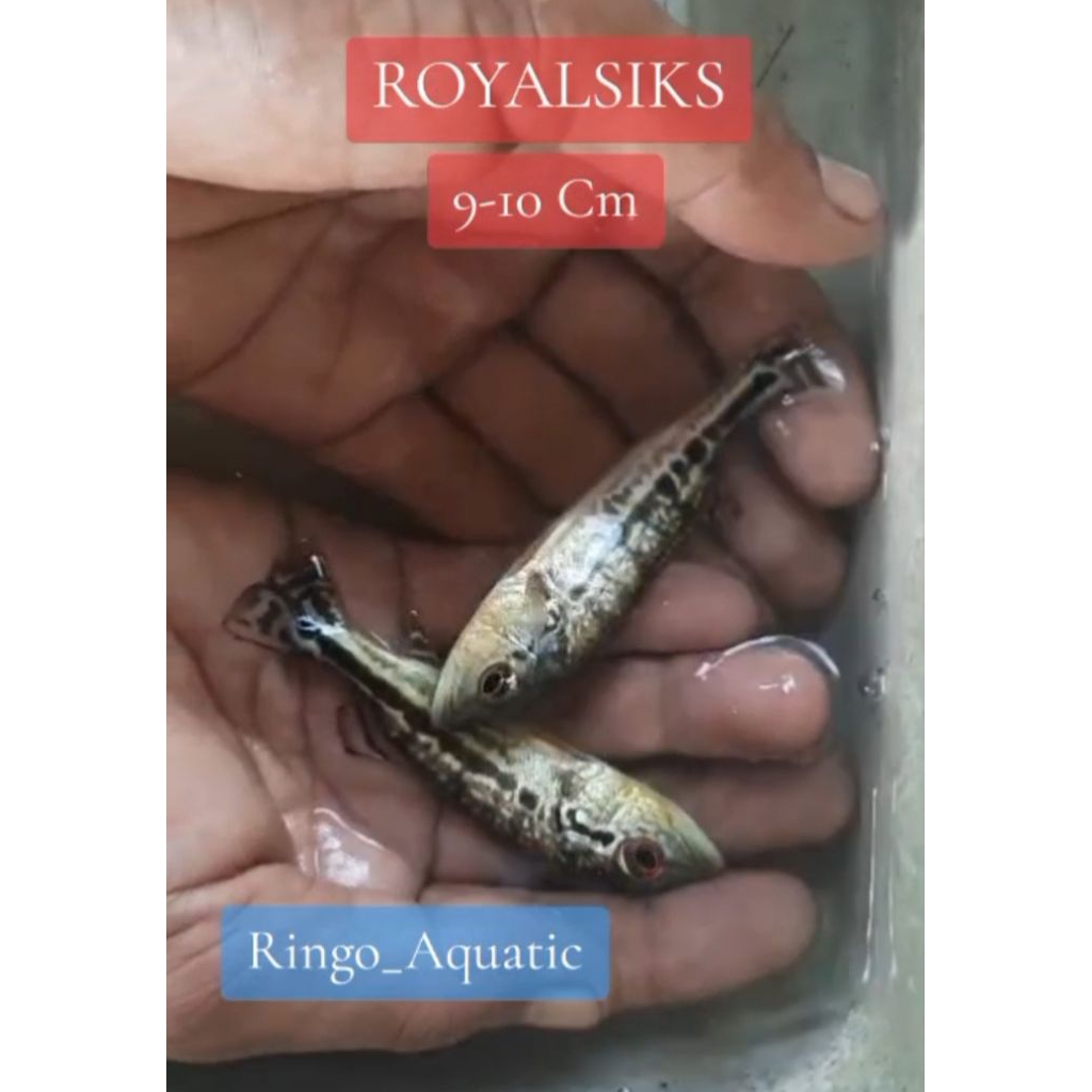 Hiasan aquarium Royalsiks ikan predator