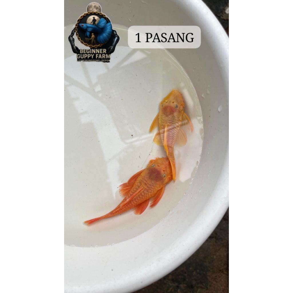 Jengki blue eye / pleco 144 lemon induk size 9-10cm