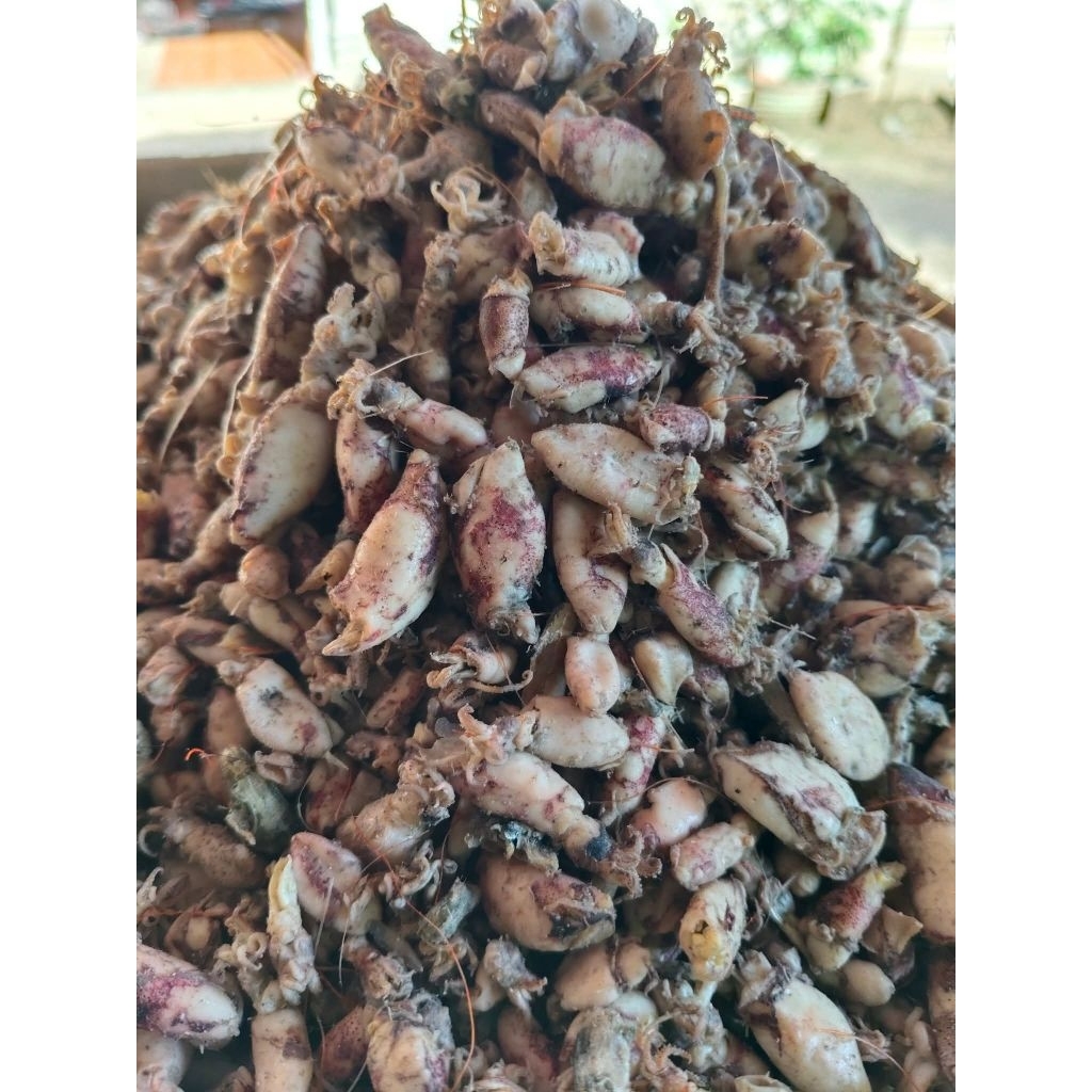 cumi asin/cumi kering/baby cumi