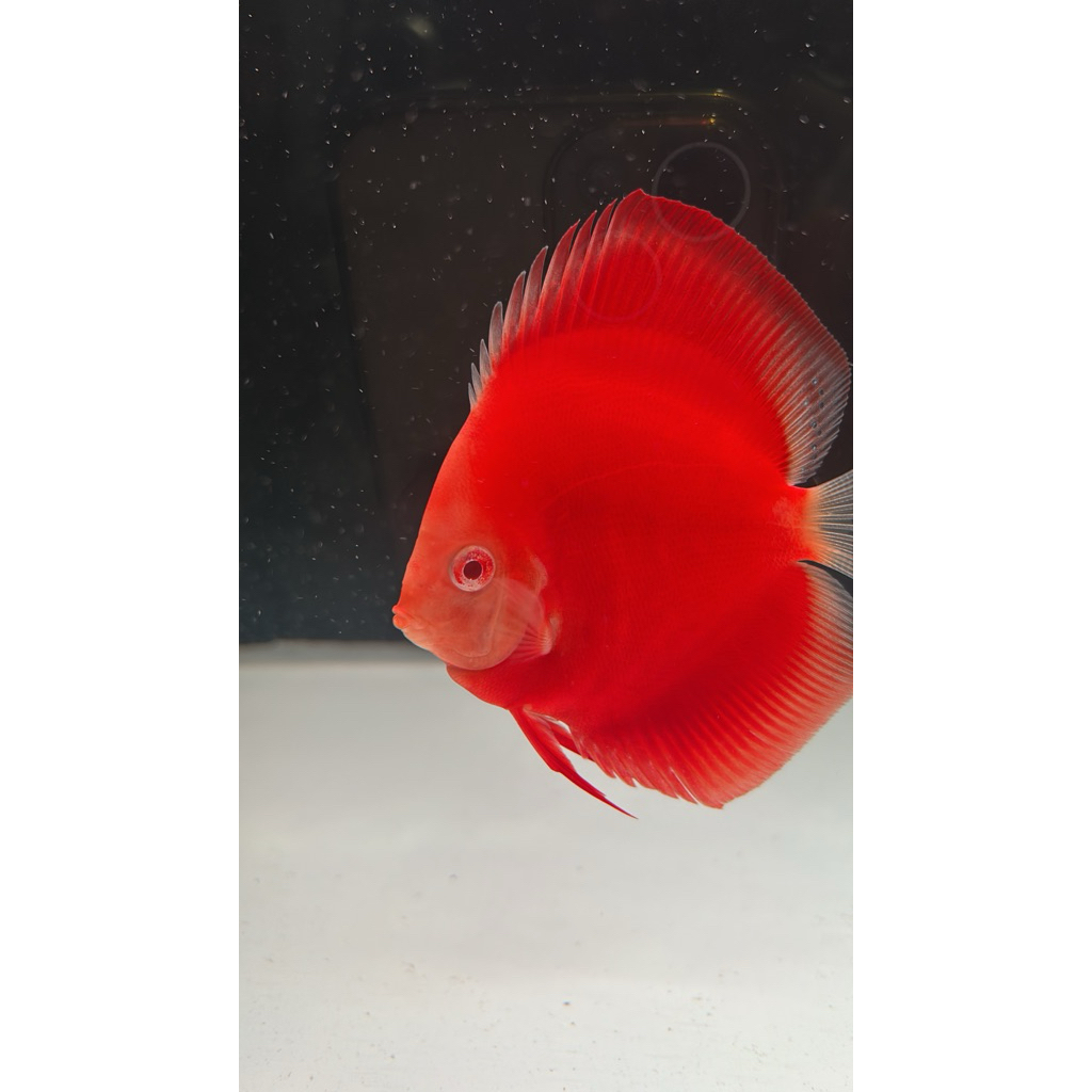 discus albino