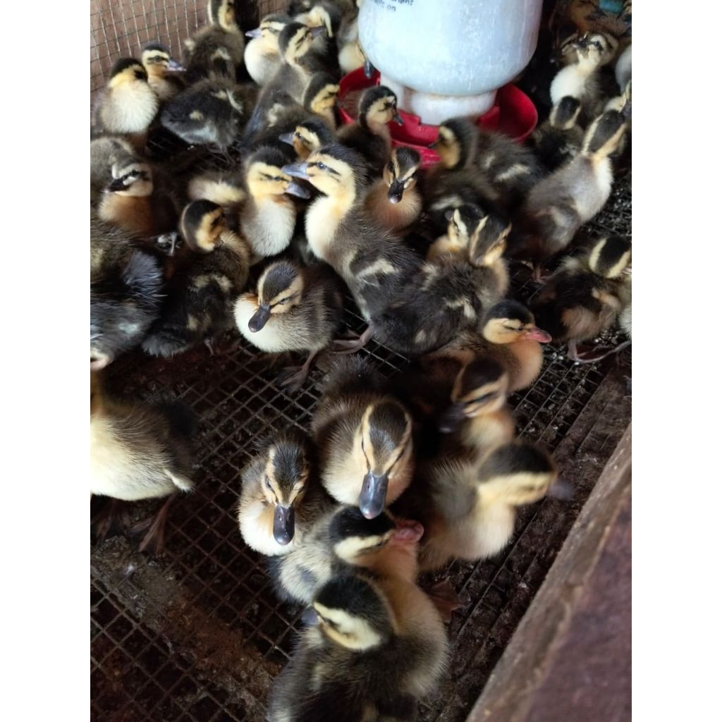 bebek alabio bebek alis bebek raja dod alabio pedaging