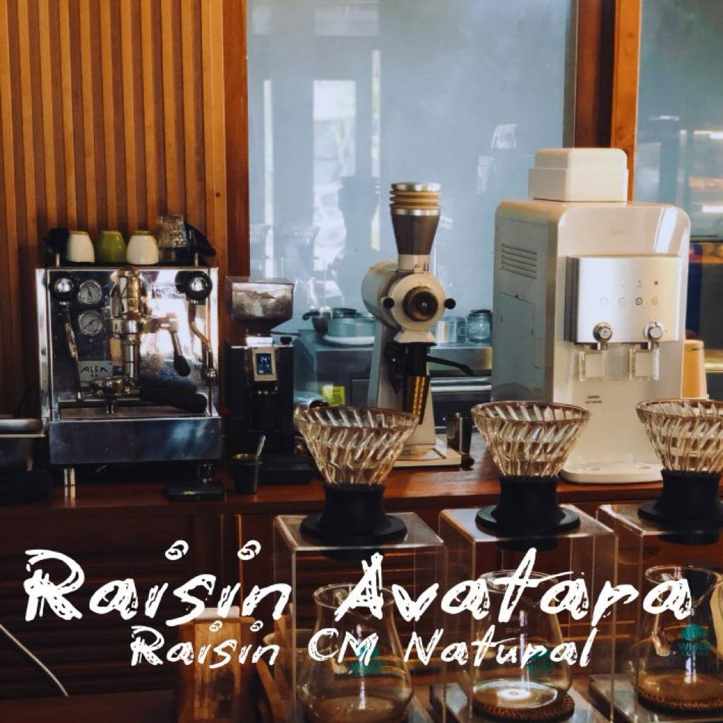 Kopi Arabika Gayo Avatara