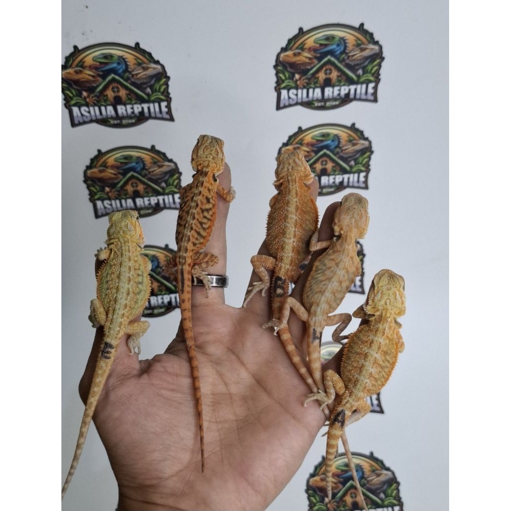 Action Figure Bearded Dragon Red Trans Anakan