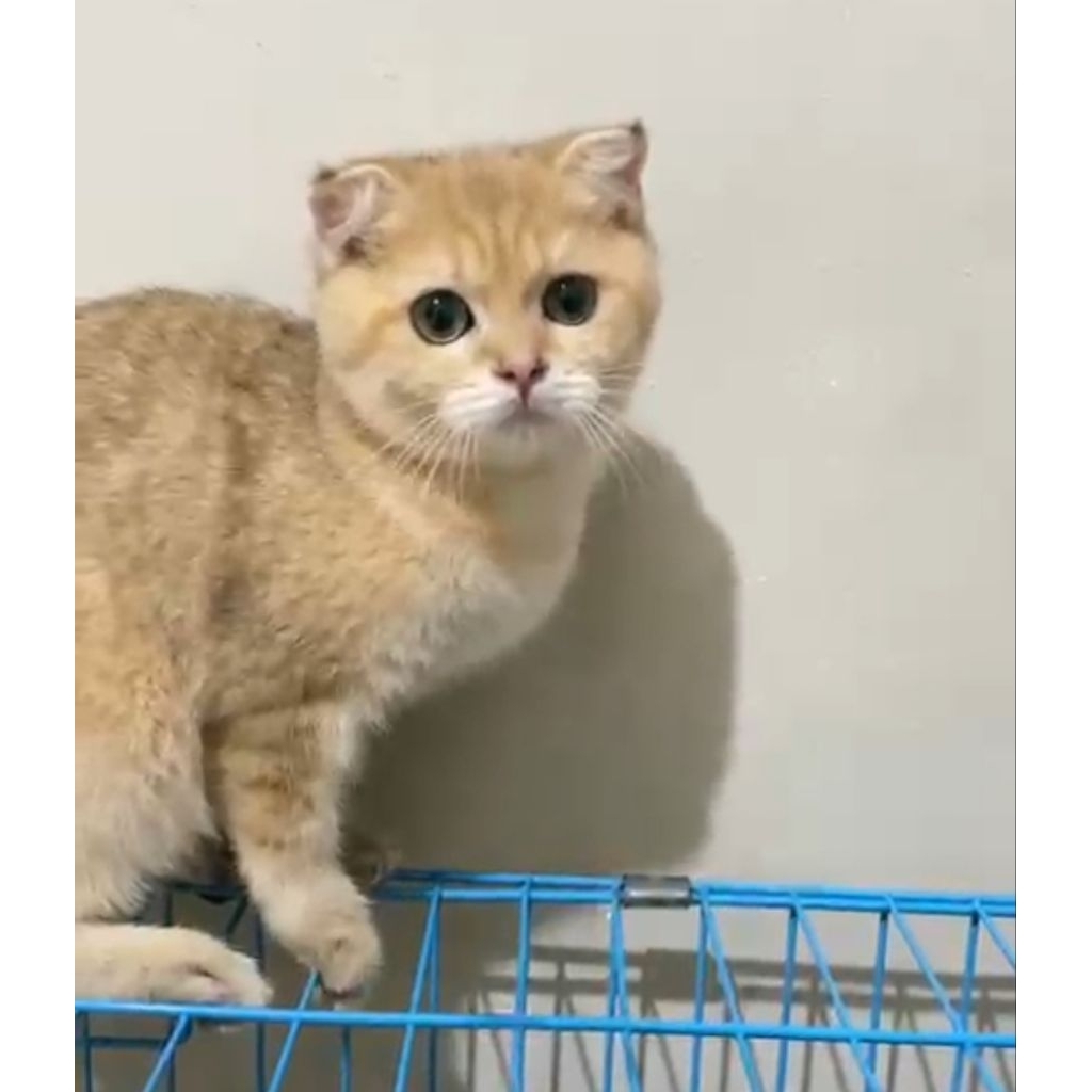 Scootish fold golden betina