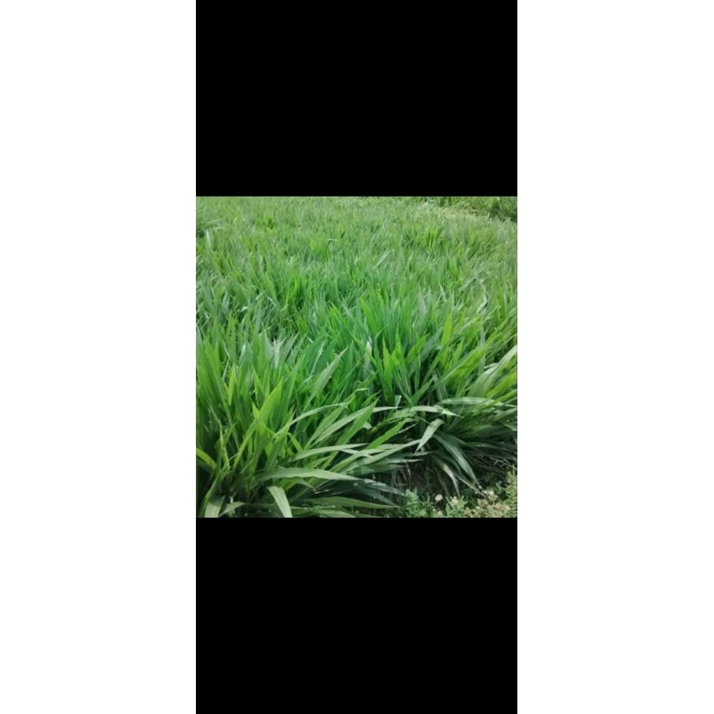 POHON RUMPUT ODOT BUAT PAKAN HEWAN SAPI DAN KAMBING