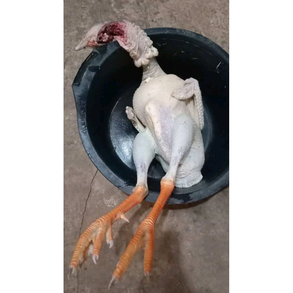 Daging kalkun segar / karkas kalkun / bobot 4-6 kg per ekor utuh