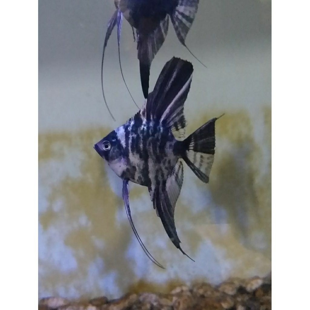 Hiasan Aquarium Ikan Hias Manfish Angelfish Marble/Marmer 5~7cm