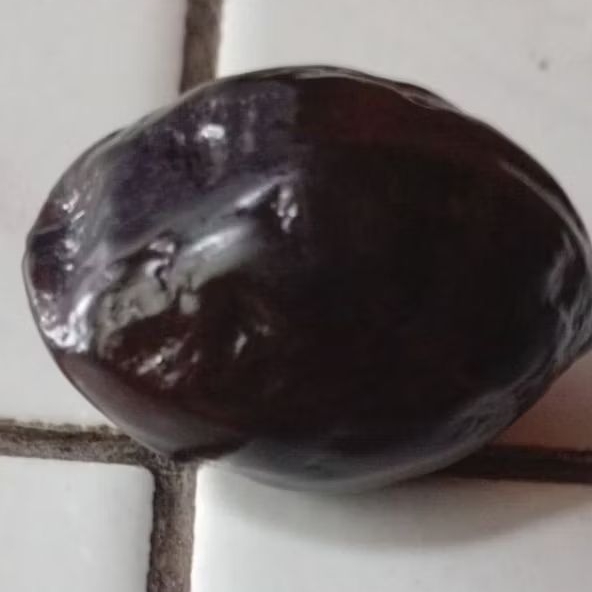 Kemiri Muncang adu jenis JAYANTI ORI BIG SIZE