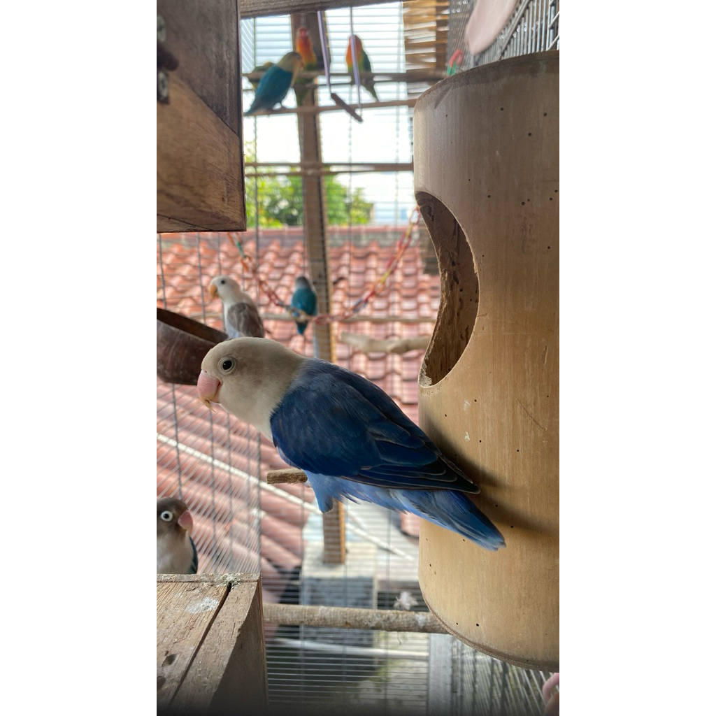 Lovebird Biola Blue Dewasa