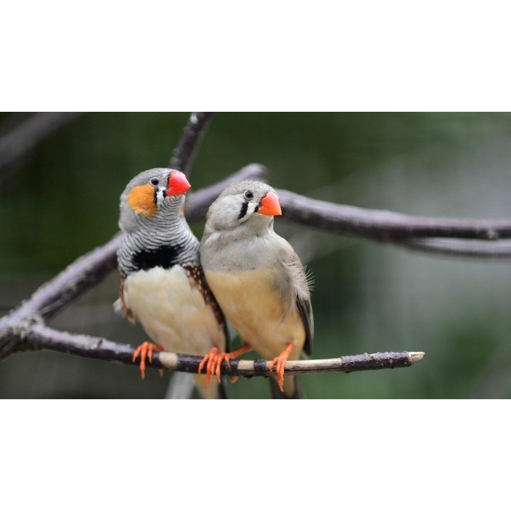 Burung ZEBRA FINCH sepasang ausy Indukan siap nelor