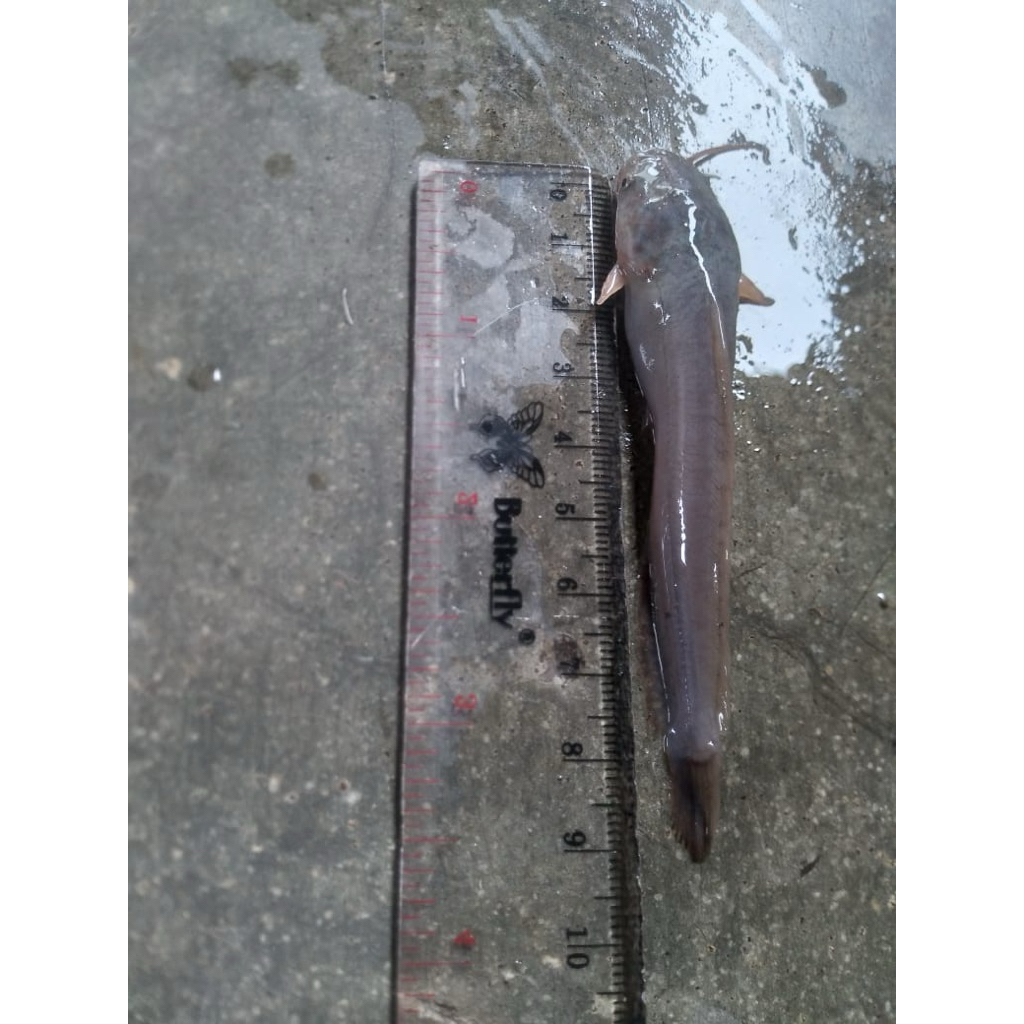 bibit lele berkualitas (harga per 100ekor)