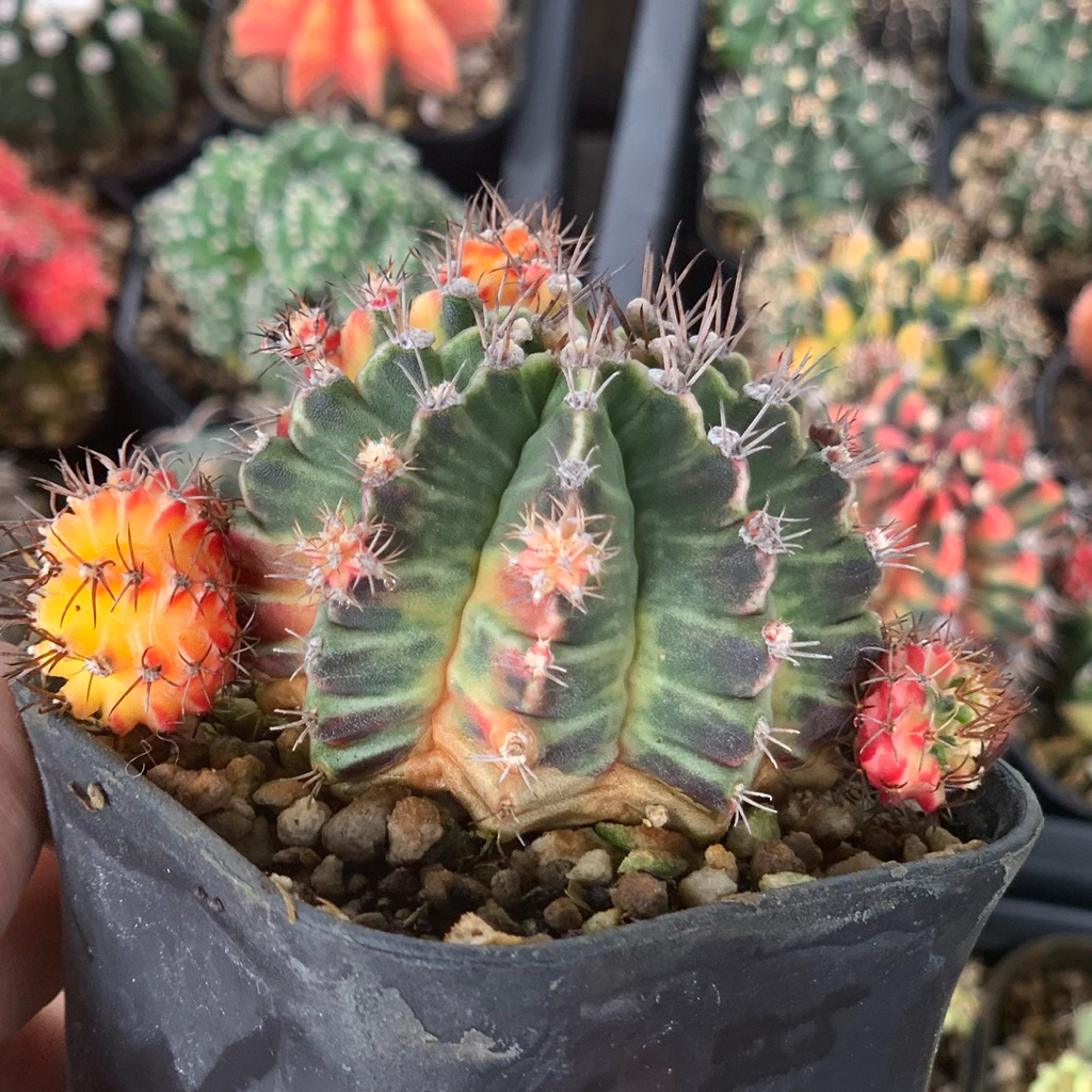 gymnocalycium id thailand lb hybrid miha hybrid variegata varigata kaktus var kaktus tanaman hias hi