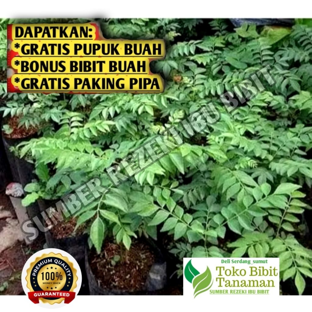 Bibit Daun kari salam koja