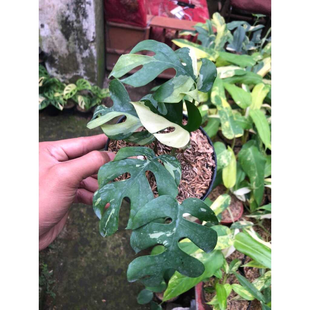 Tanaman Hias Monstera Tetrasperma variegata / Monstera Mini Variegata
