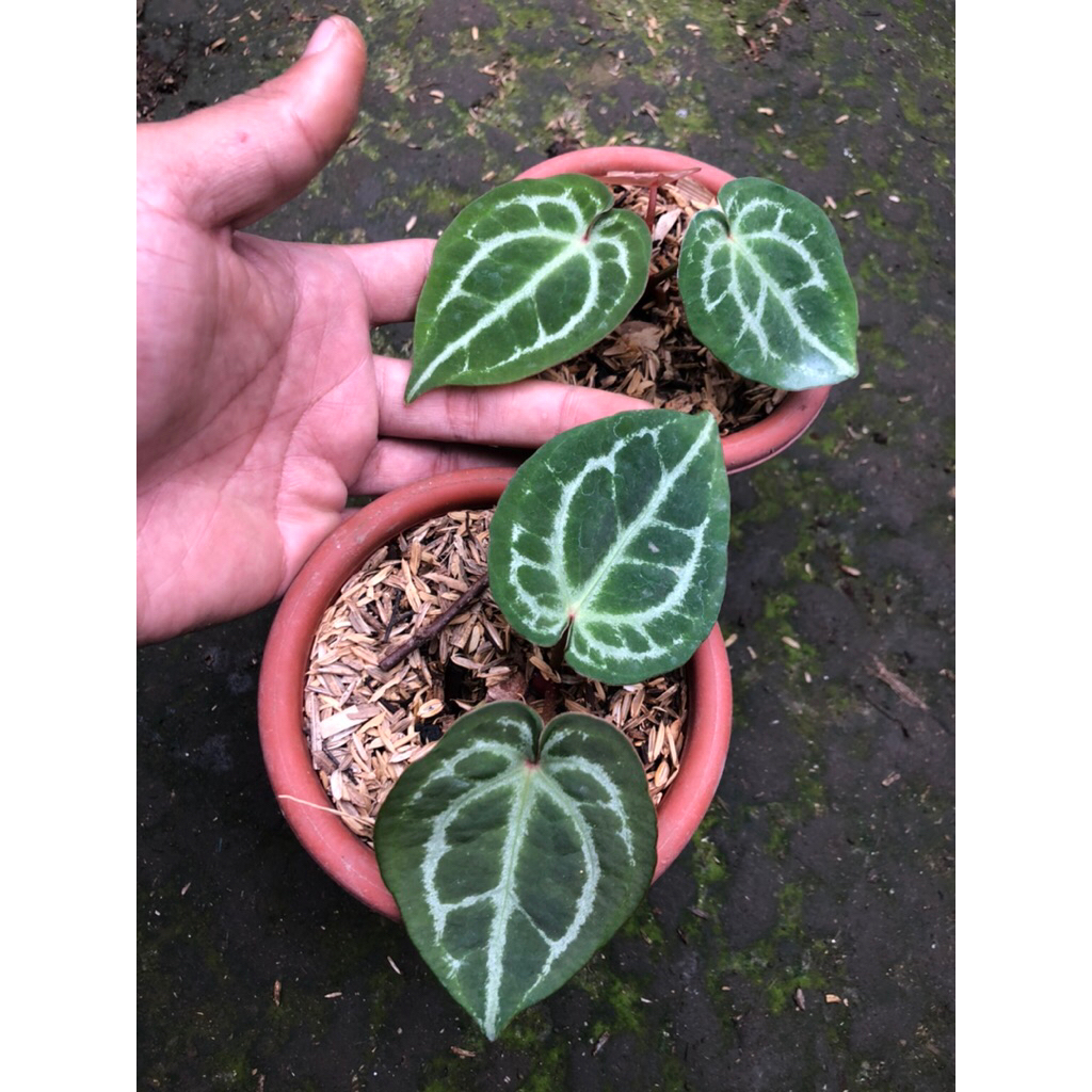 Tanaman Hias Anthurium Red Crystallinum X Anthurium silver buterfly