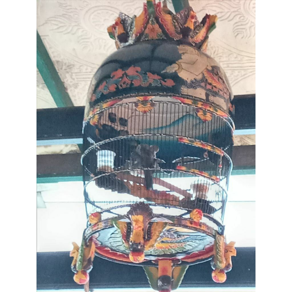 Perkutut Bangkok Bakalan Super kode : B-05