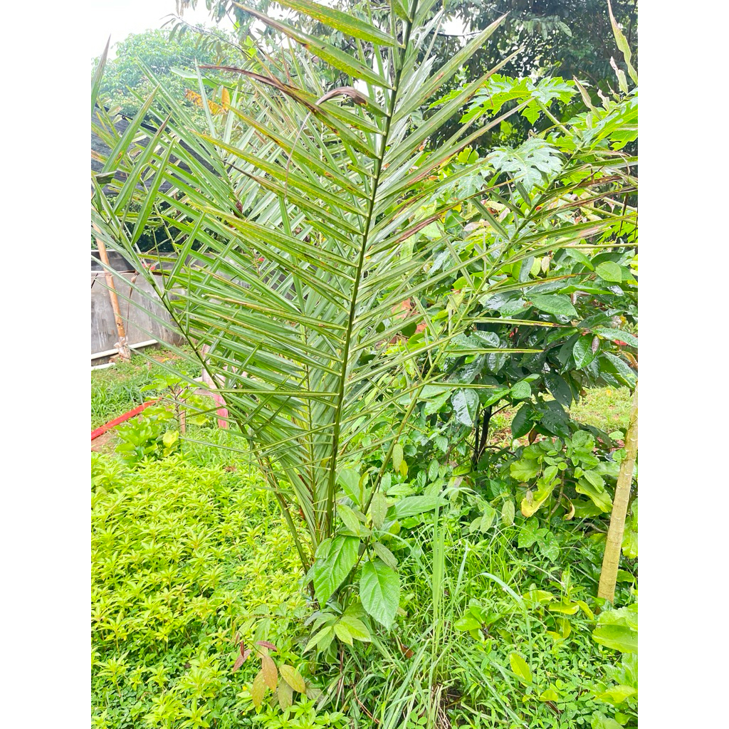 pohon kurma keadaan besar tinggi2meter