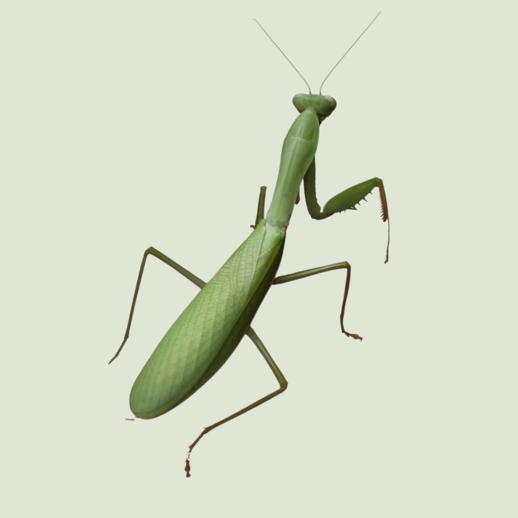 Belalang sembah / Cengcorang Hierodula Venosa – Praying Mantis Eksotis | Display