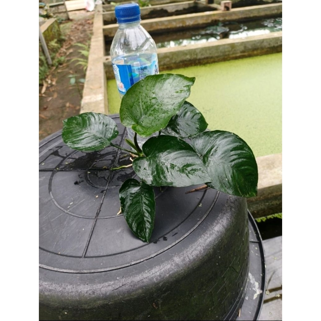 anubias broadleaf anubias besar