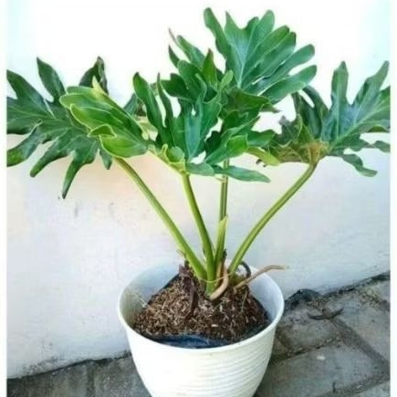 tanaman philp dendron / jari