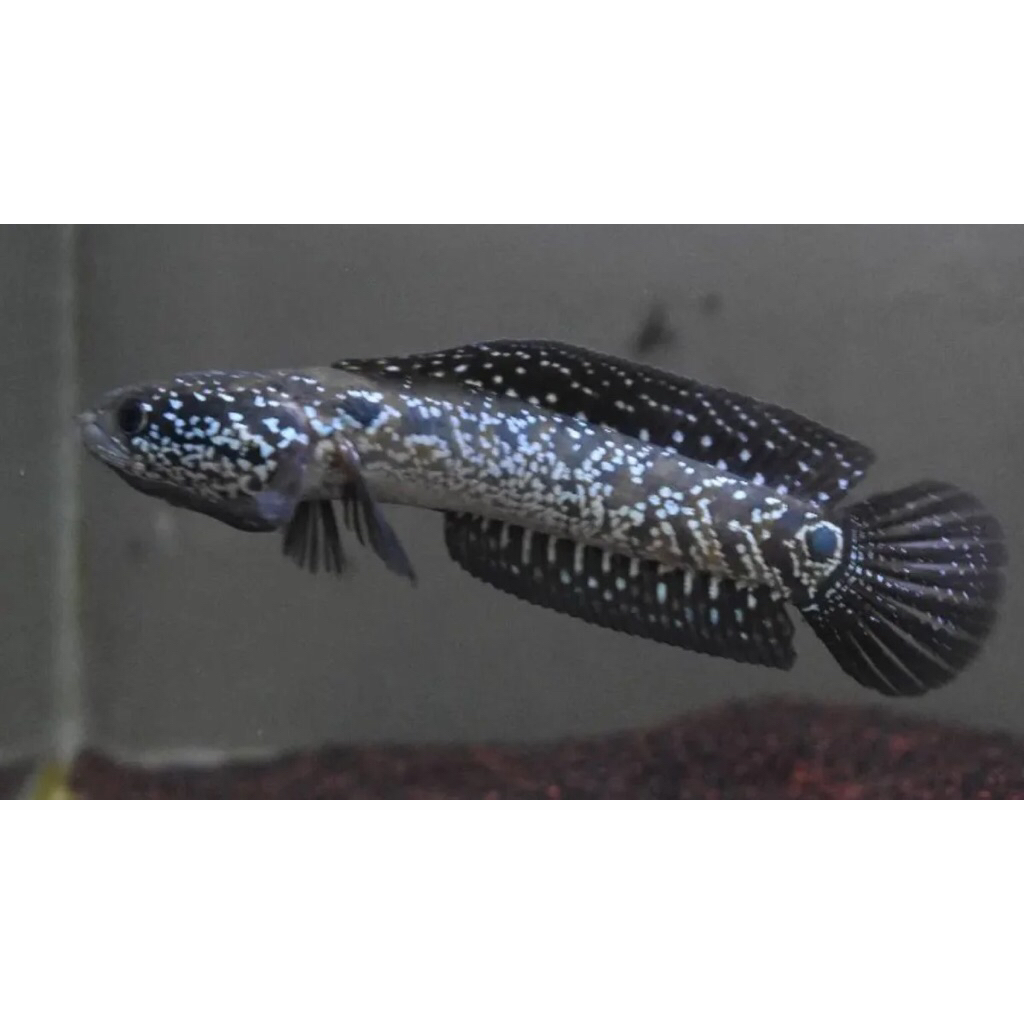 Hiasan aquarium Ikan ChannaAsiatica WSRintik
