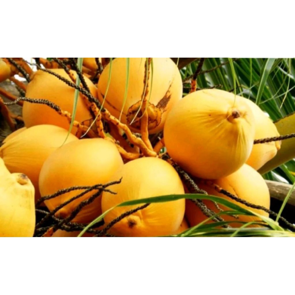 Bibit Kelapa Gading Kuning Pendek – Cantik, Cepat Berbuah & Siap Tabulampot