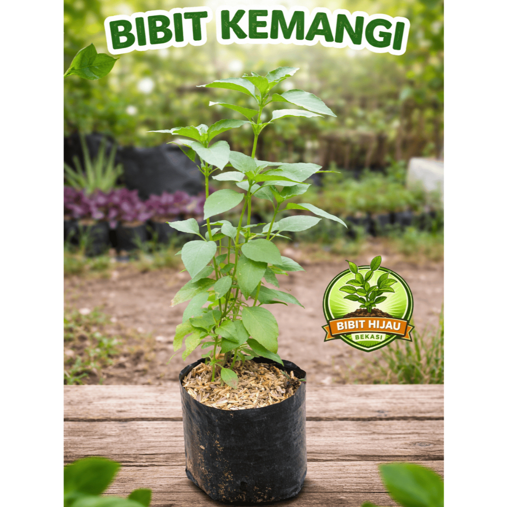 bibit kemangi Bibit daun kemangi tanaman daun kemangi lalap seger siap tanam