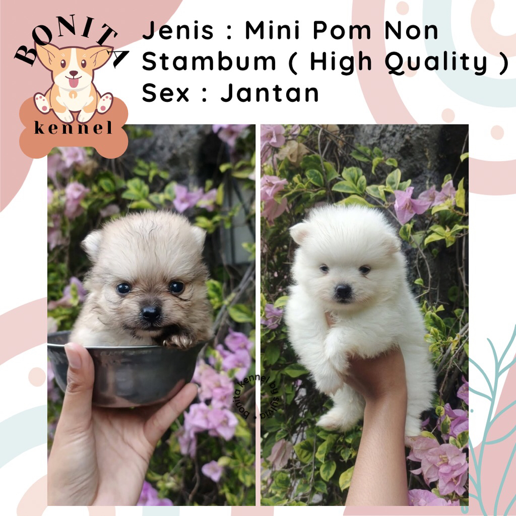 Mini Pomeranian Non Stambum Particolor Black Tan Anakan Anjing Mini Pom Snow White Jantan Betina Min