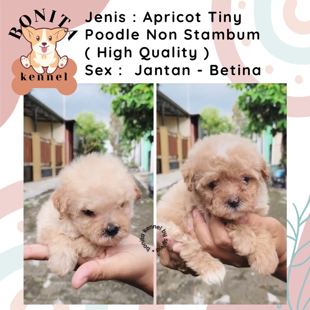 Red Apricot Silver Tiny Toy Poodle Non Stambum Anakan Anjing Poodle Putih
