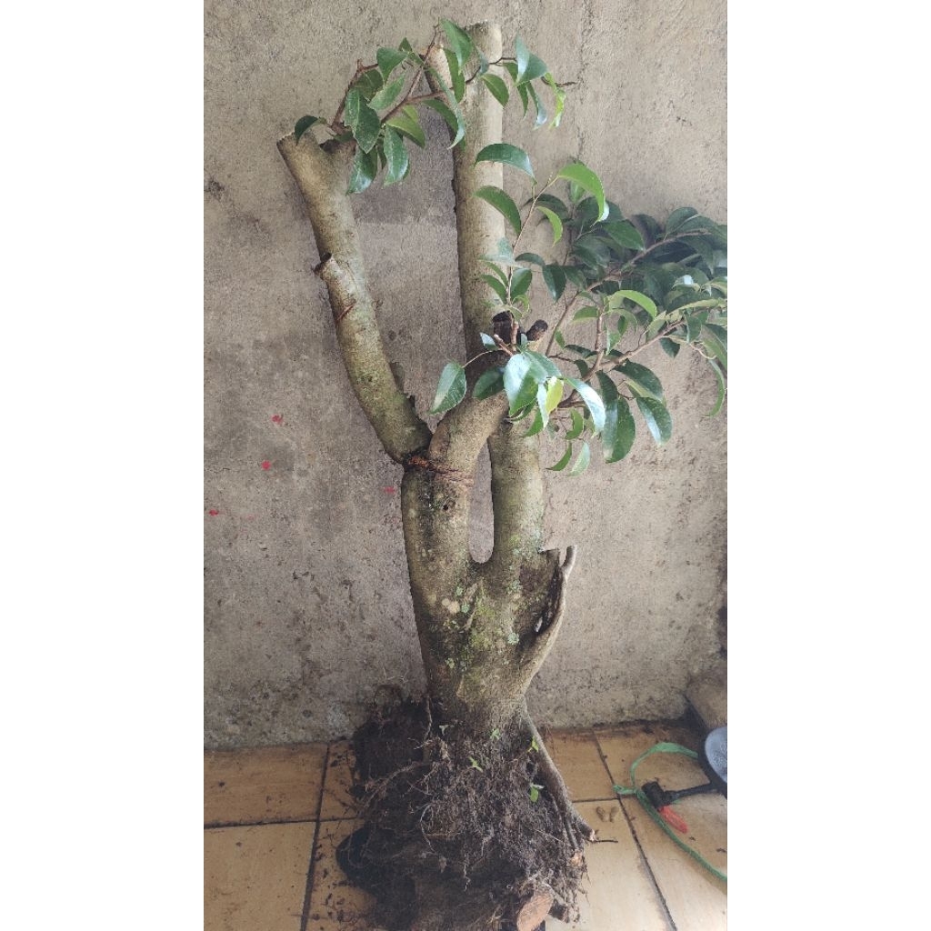 bahan bonsai ficus beringin lokal jumbo realpic sesuai gambar tinggi -+90cm
