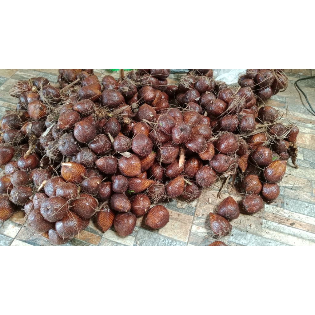 salak pondoh fresh turi