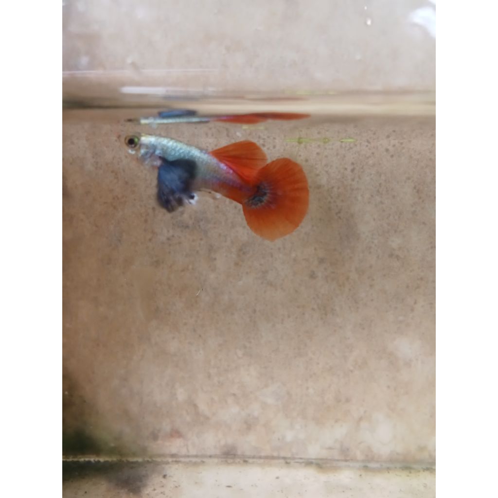 Guppy PRTDE HM rose tail normal dan ribbon