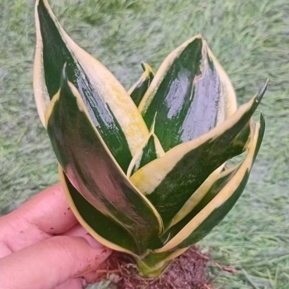 LIDAH MERTUA TANAMAN HIDUP