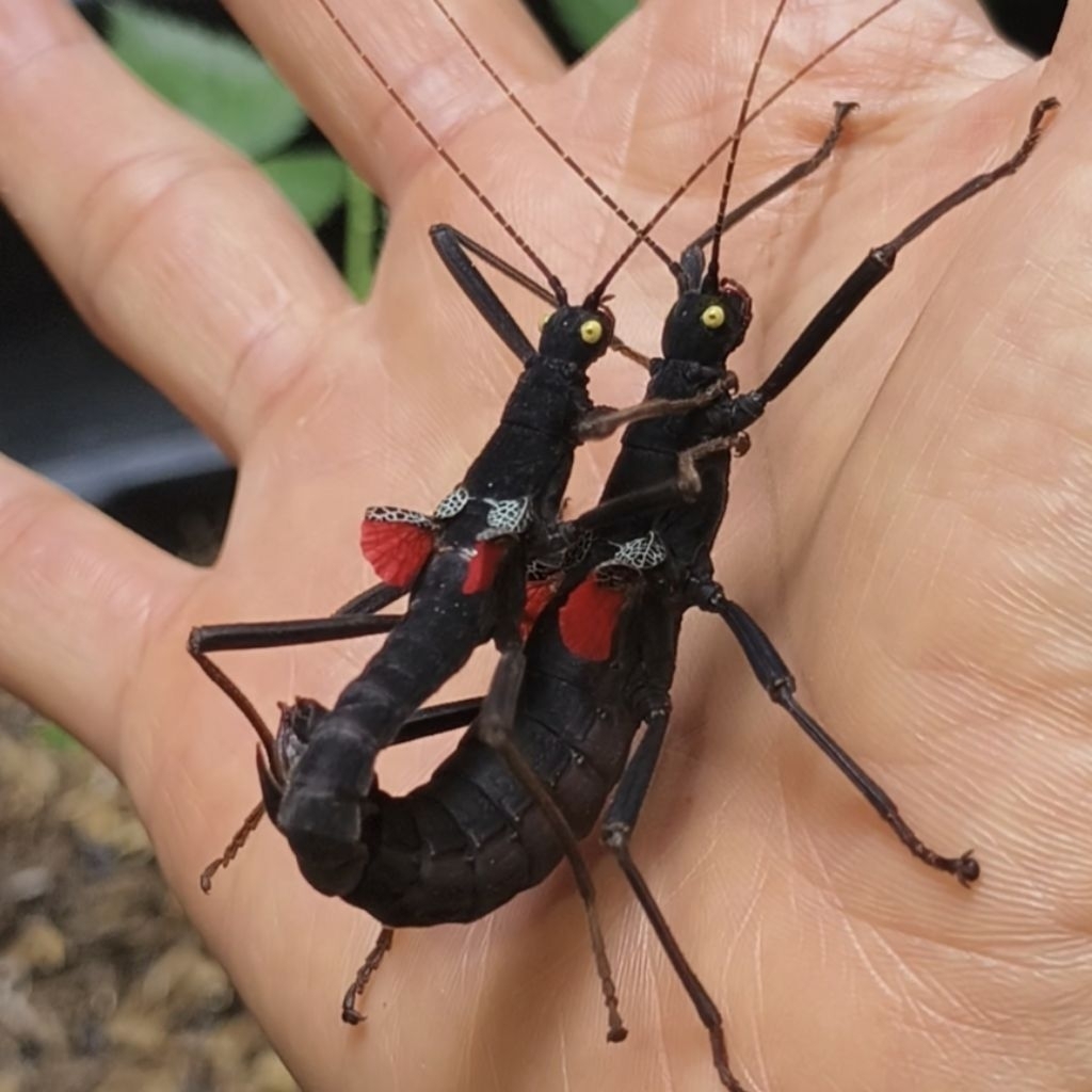 Belalang tongkat Peru / Stick insect Peru Peruphasma schultei