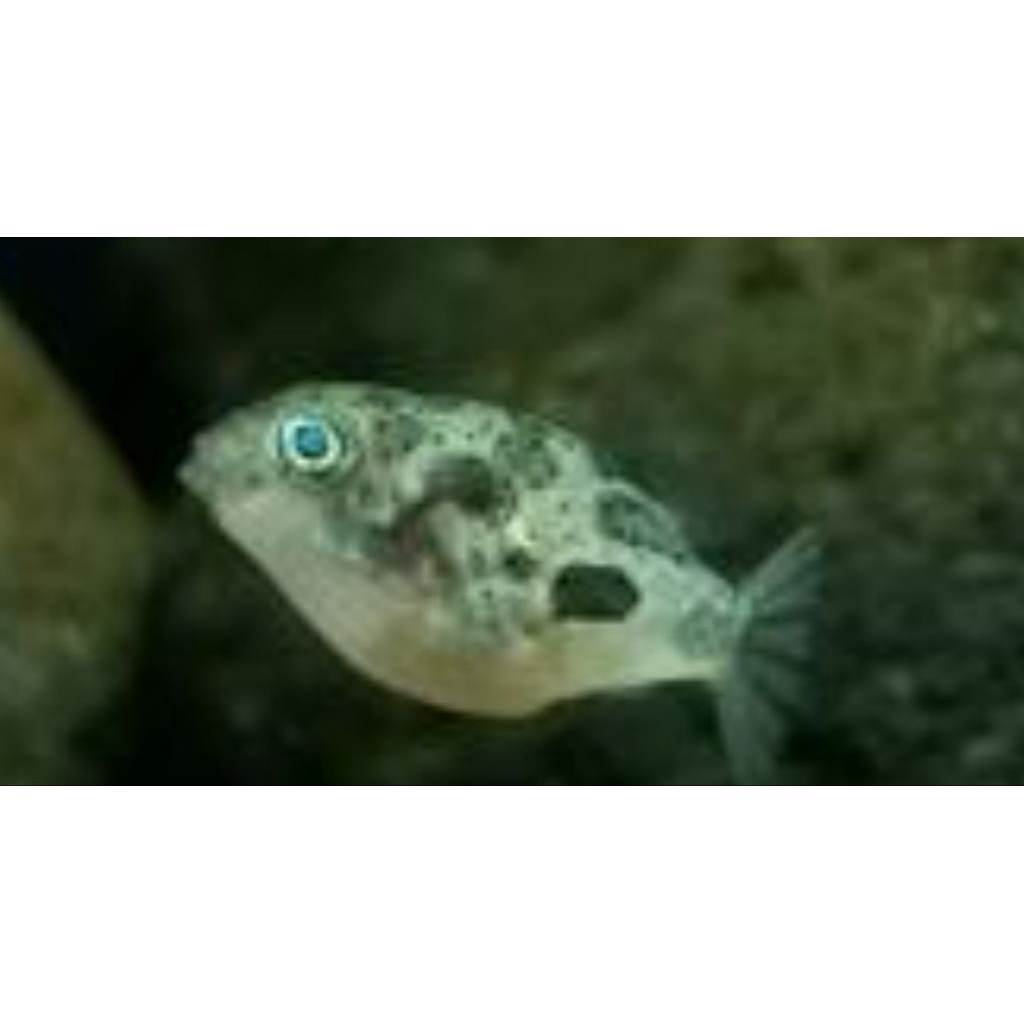 ikan puffer mini/ikan buntal mini, ikan pemakan hama keong buat aquascape, harga diatas buat 3 ekor