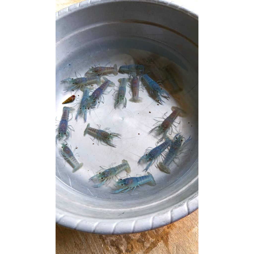 dekorasi hiasan aquarium udang Mexico blue aquascape