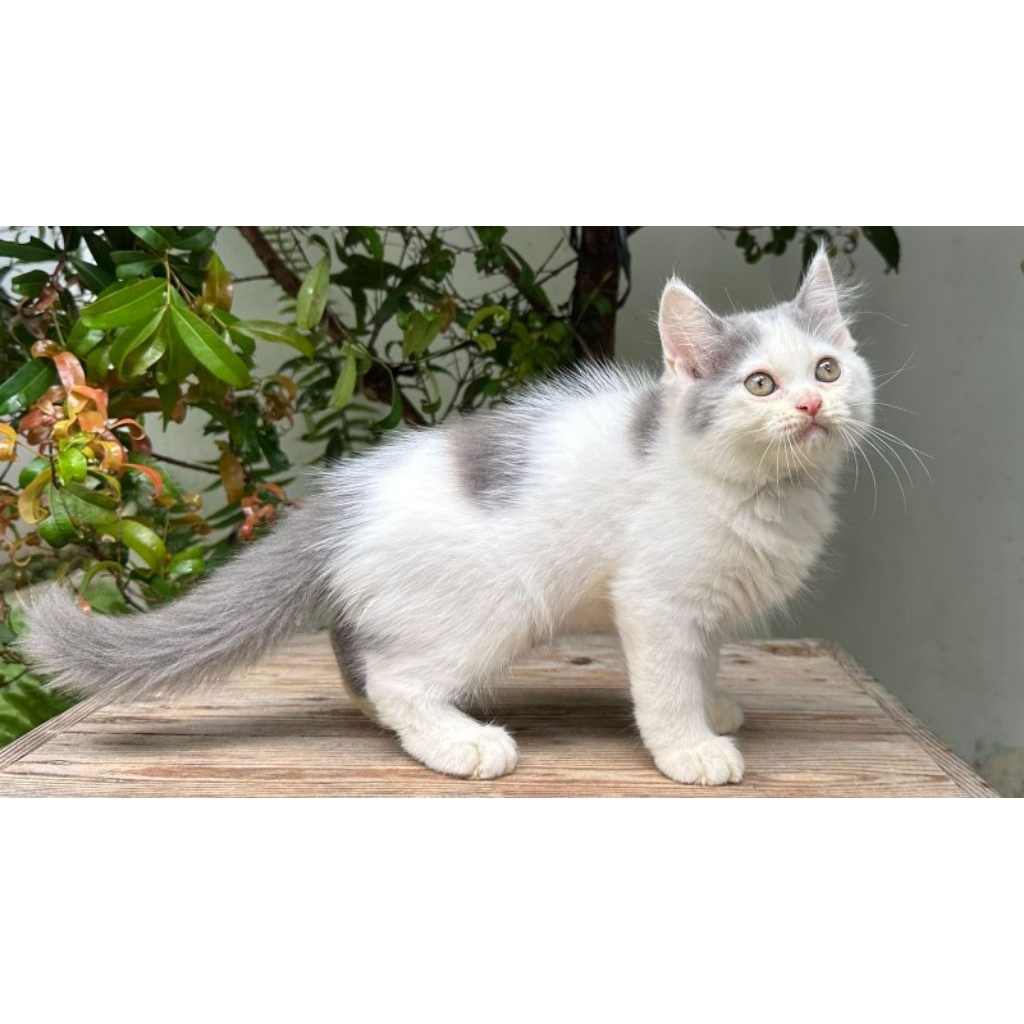 KUCING PERSIA MEDIUM BETINA 2 BULAN ABU PUTIH