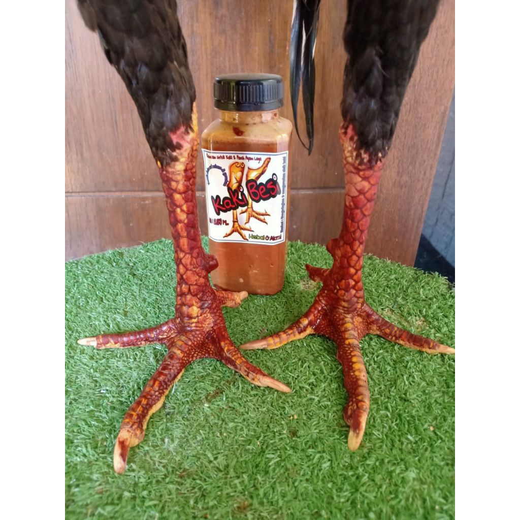 Kaki Besi Herbal Ayam Aduan | Ayam Bangkok | Ayam Laga – Sisik Kering & Keras