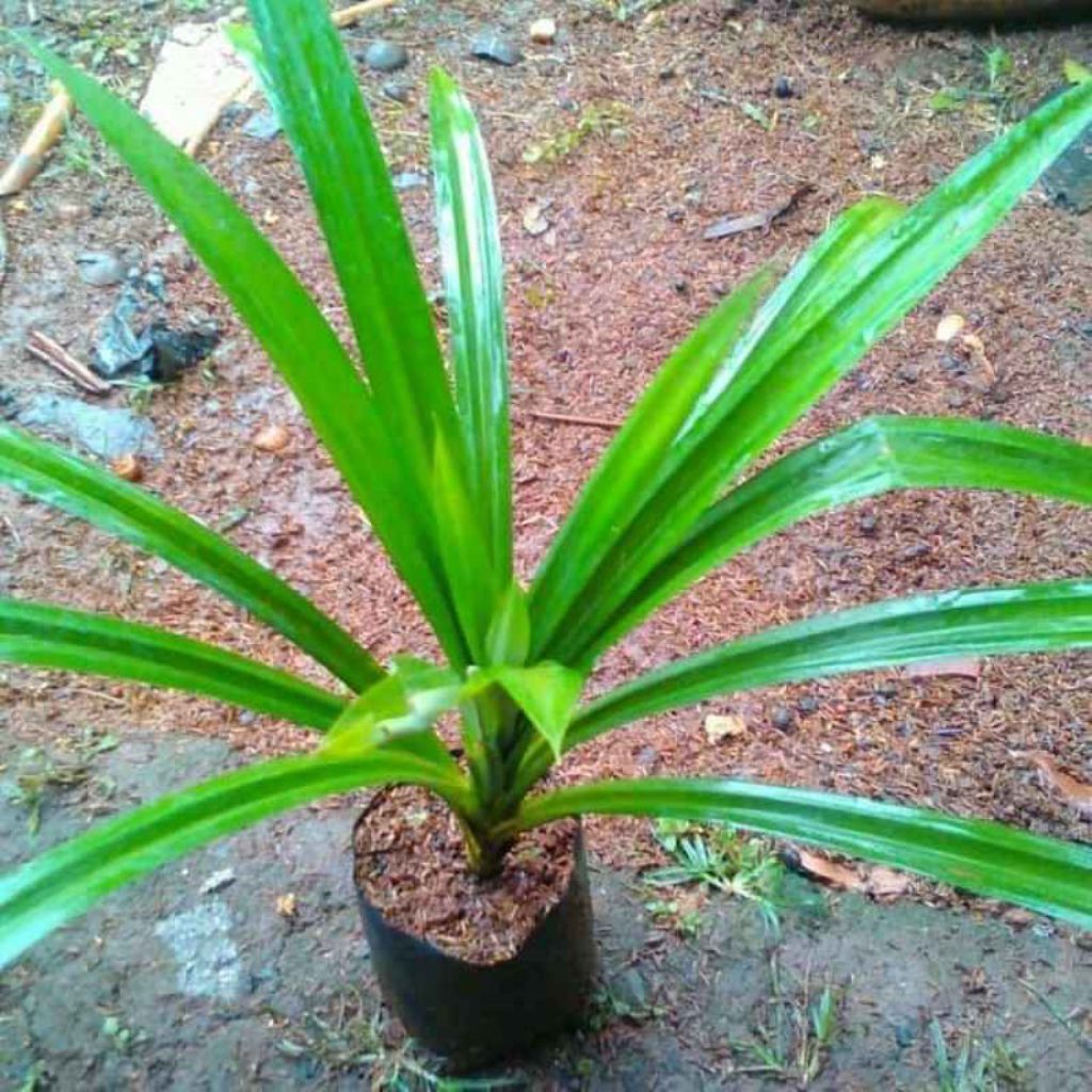 Tanaman pandan wangi - pandan wangi - tanaman