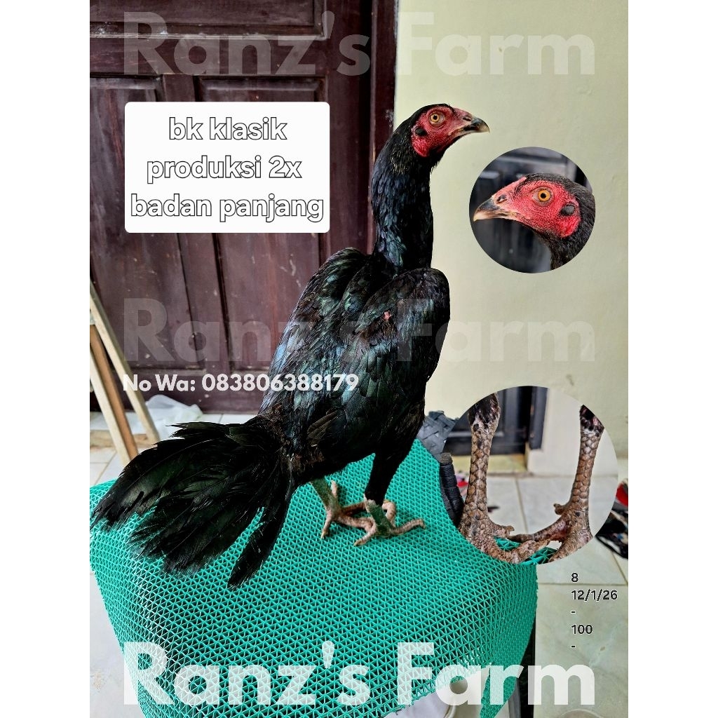 Ayam bangkok betina clasik
