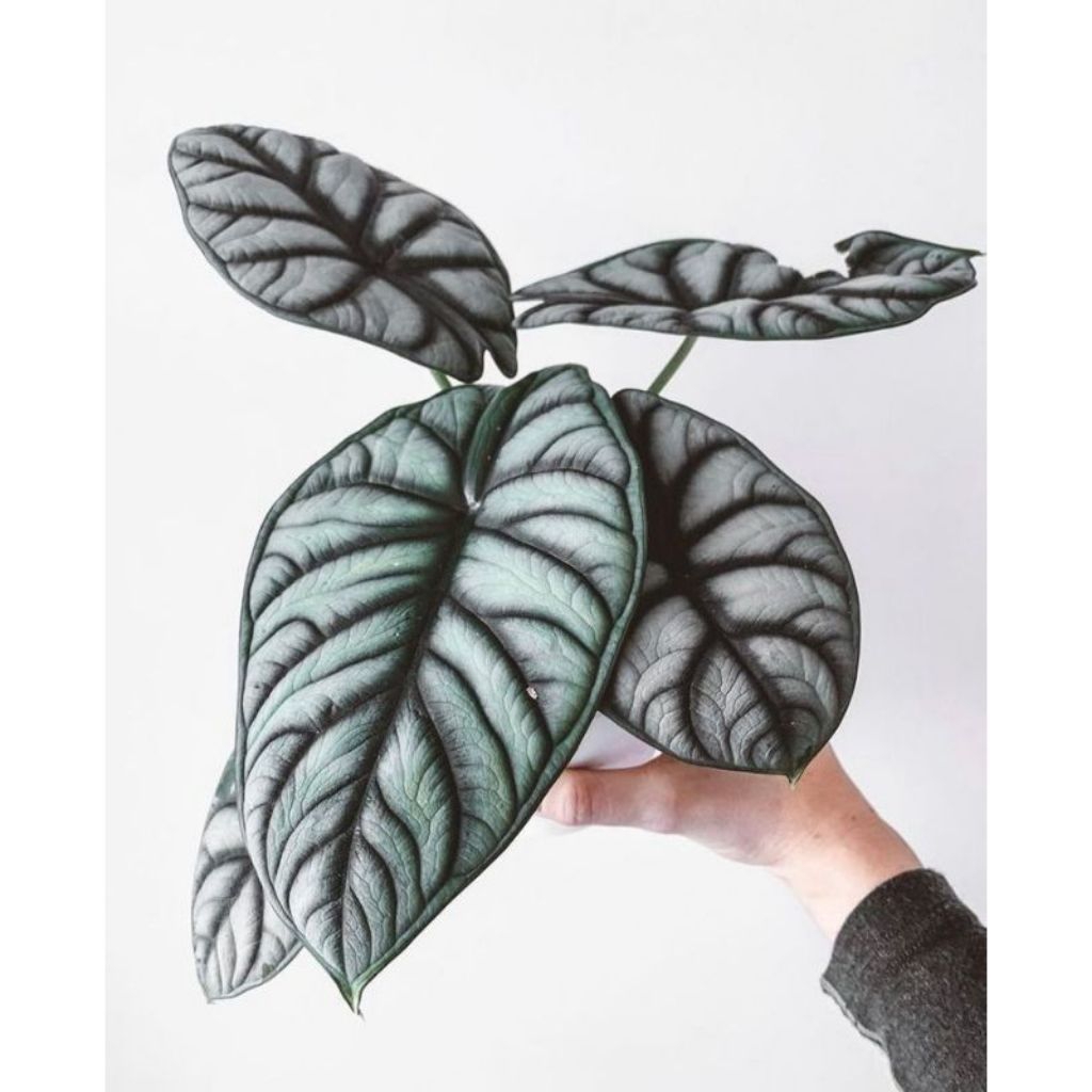 bonggol alocasia dragon silver / keladi tengkorak silver