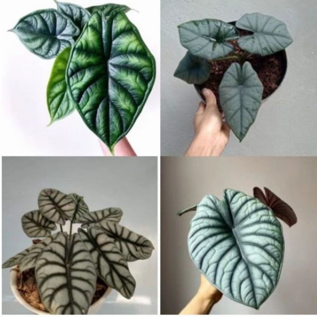 pkt 4 bibit bonggol hiasan alocasia 4jenis bonggol alocasia