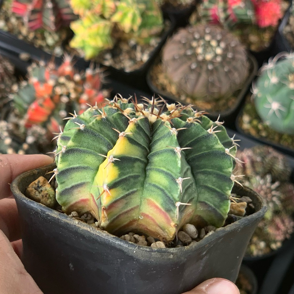 Gymnocalycium LB Hybrid Varigata kaktus gymno var pink orange miha 2178 ribs lb2178 tanaman hias hid