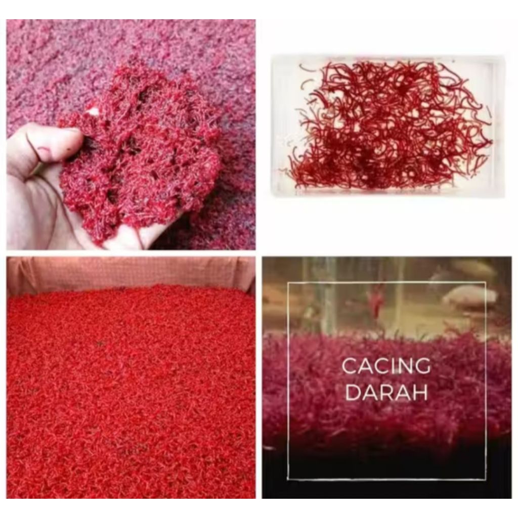 CACING DARAH SEGAR FRESH PERGELAS