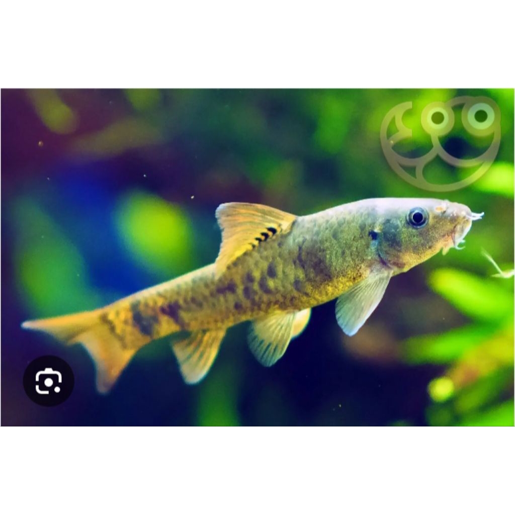 Ikan terapi gararufa size 2,5 cm paket 50 ekor