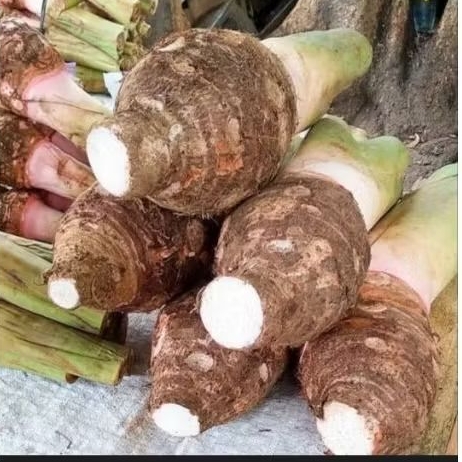 Talas Bogor Besar  1pcs